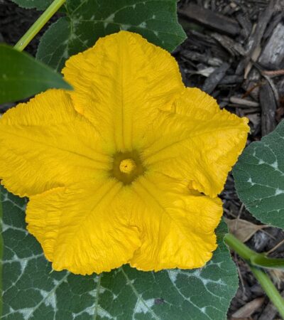 PXL_20240717_122653996.PORTRAIT.ORIGINAL (Copy) PXL_20240717_122653996.PORTRAIT.ORIGINAL (Copy)