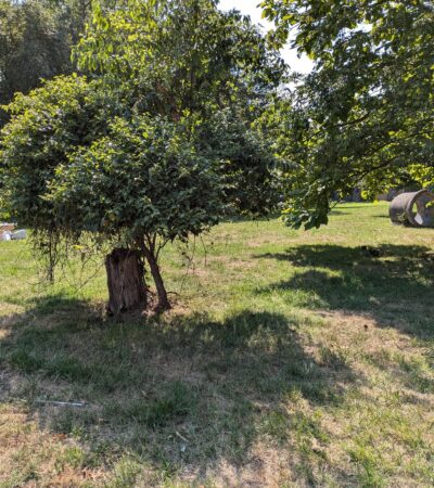 PXL_20240805_194335527 (Copy) PXL_20240805_194335527 (Copy)