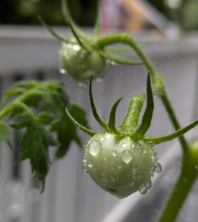 PXL_20240808_110904843.PORTRAIT (Copy) PXL_20240808_110904843.PORTRAIT (Copy)