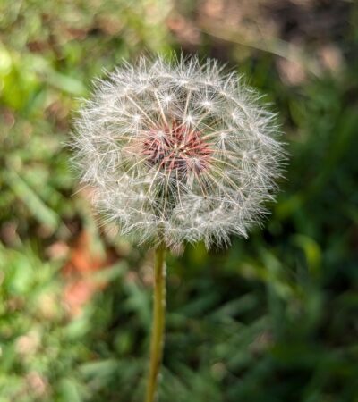 PXL_20240909_161334039.PORTRAIT.ORIGINAL (Copy) PXL_20240909_161334039.PORTRAIT.ORIGINAL (Copy)