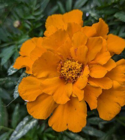 PXL_20241013_191802503.PORTRAIT.ORIGINAL (Copy) PXL_20241013_191802503.PORTRAIT.ORIGINAL (Copy)