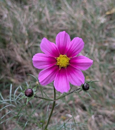 PXL_20241101_121316107.PORTRAIT.ORIGINAL (Copy) PXL_20241101_121316107.PORTRAIT.ORIGINAL (Copy)