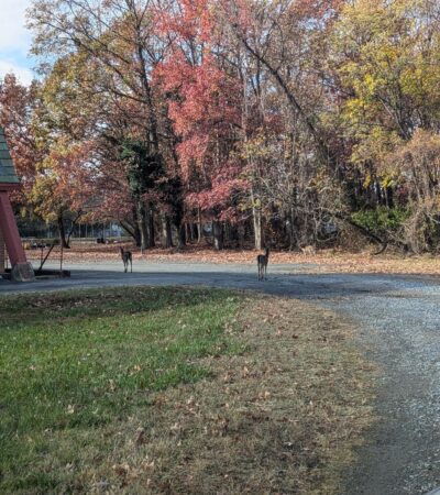 PXL_20241115_184432252.PORTRAIT.ORIGINAL (Copy) PXL_20241115_184432252.PORTRAIT.ORIGINAL (Copy)