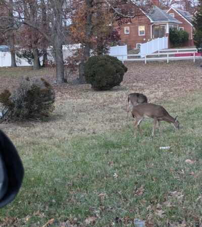 PXL_20241117_215349620.PORTRAIT (Copy) PXL_20241117_215349620.PORTRAIT (Copy)