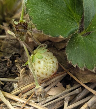 PXL_20250101_155925131.PORTRAIT (Copy) PXL_20250101_155925131.PORTRAIT (Copy)