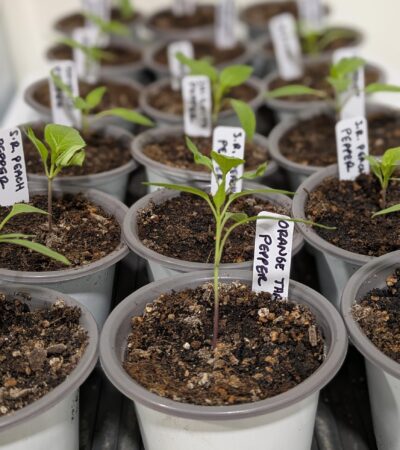 PXL_20250211_190918747.PORTRAIT (Copy) PXL_20250211_190918747.PORTRAIT (Copy)