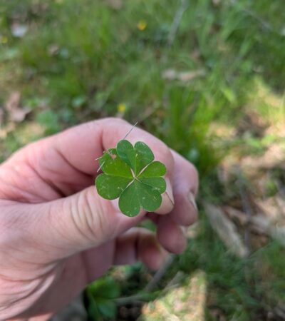 PXL_20250429_171543354 (Copy) PXL_20250429_171543354 (Copy)